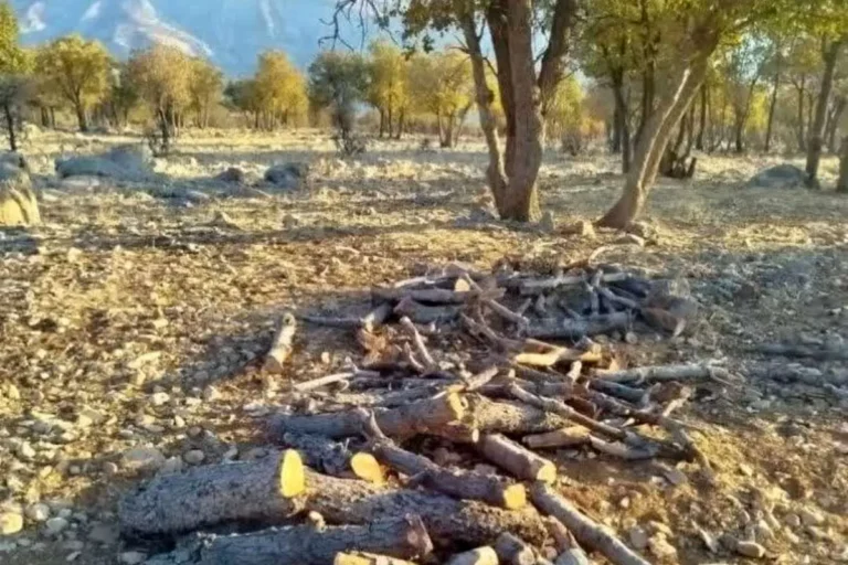 بلوط