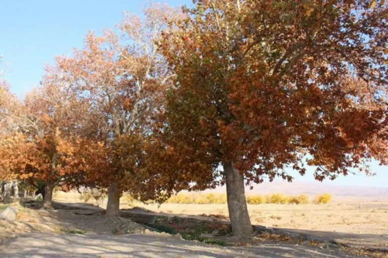 پاییز