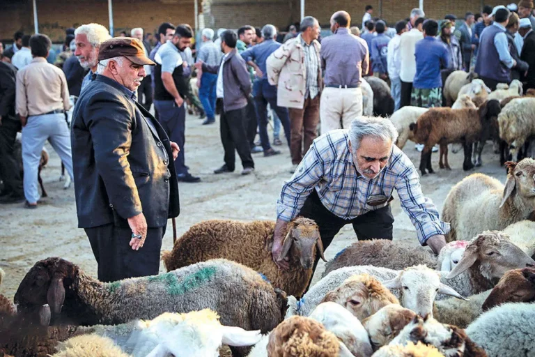 قیمت+دام+زنده